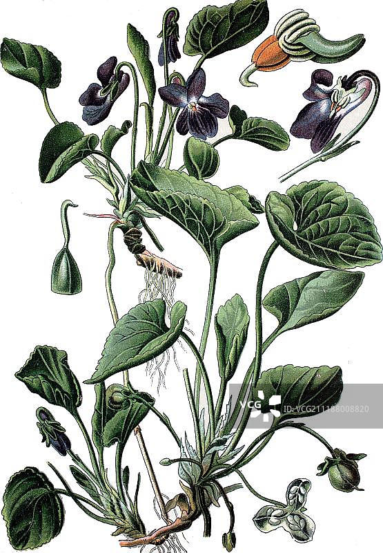 香堇菜药用植物历史彩色版画约1870年图片素材