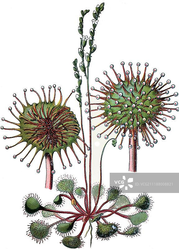 普通茅膏菜：一种药用植物，约1870年历史的彩色石印画图片素材