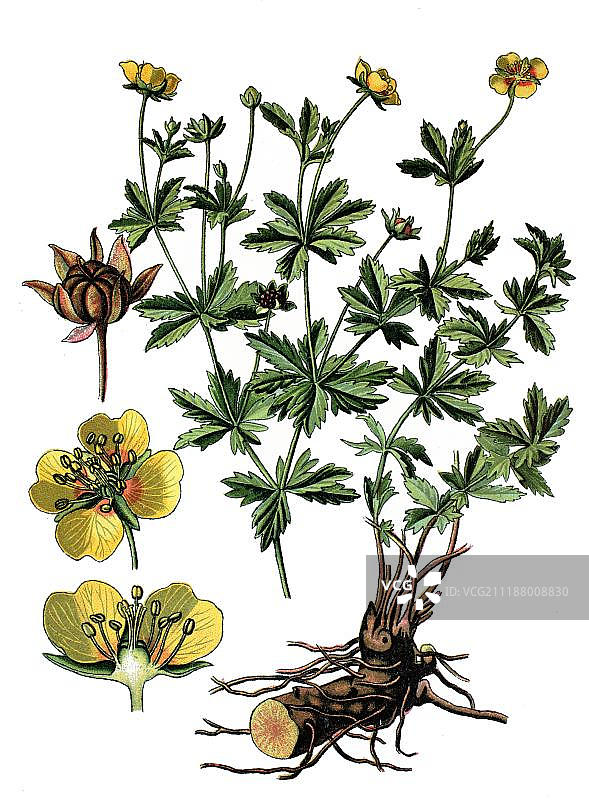 药用植物普通委陵菜，约1870年图片素材