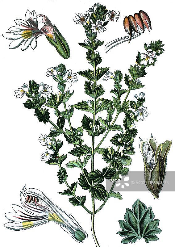 小白菊（Euphrasia officinalis），一种药用植物，历史彩色石印，约1870年图片素材