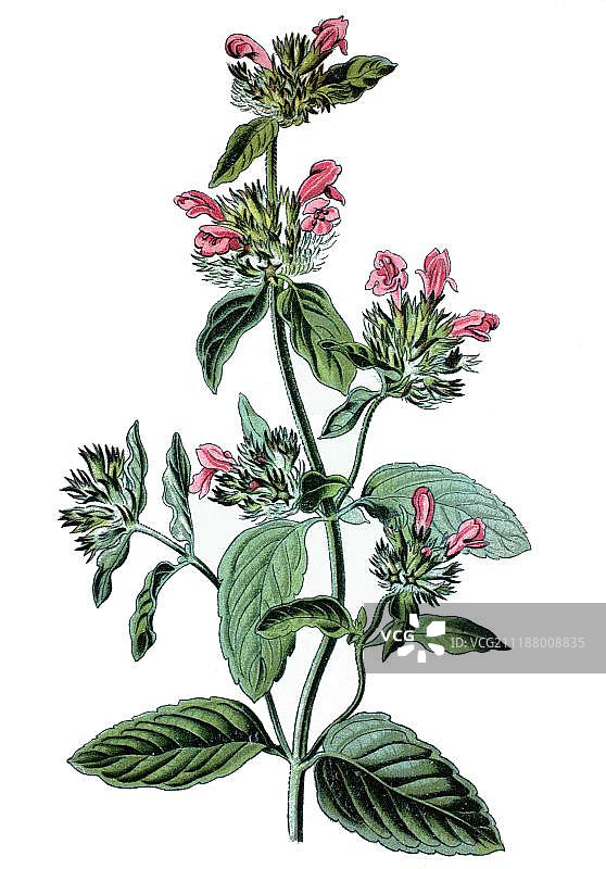 药用植物野生罗勒（Clinopodium vulgare），约 1870 年的历史彩色石版画图片素材