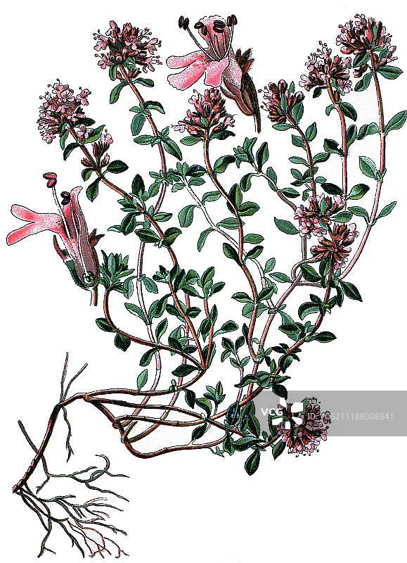 百里香药用植物历史印刷彩图（约1870年）图片素材