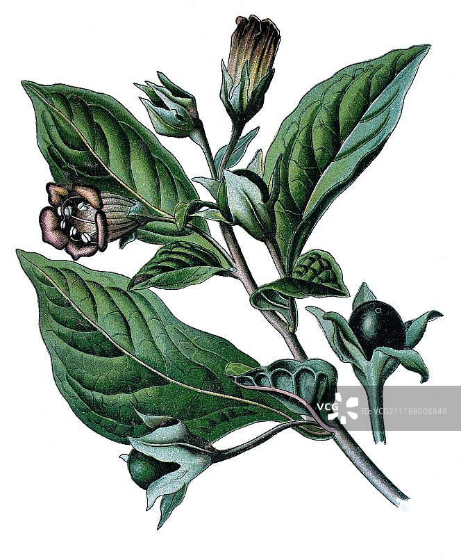 颠茄，药用植物，1870年历史彩色石印图片素材