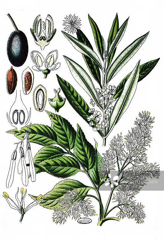 油橄榄树和欧洲白蜡树，药用植物，1870年彩色石印画图片素材