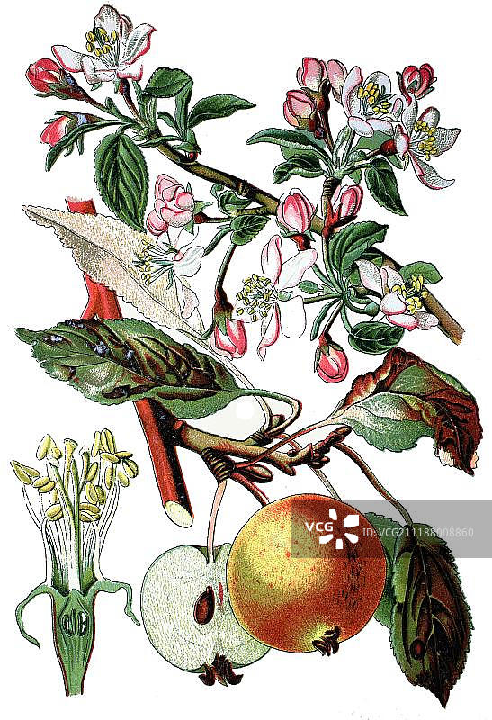 苹果树（海棠，苹果属），实用植物，1870年历史彩 lithograph图片素材