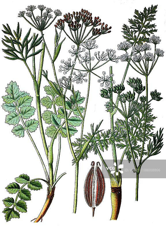 香芹和矶茴芹，药用植物，1870年历史彩色石印图片素材