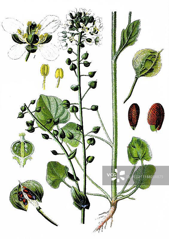 普通坏血草，有用植物，药用植物，1870年图片素材