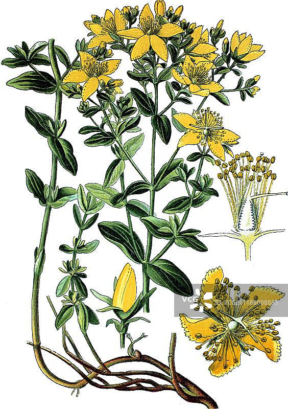 一种药用植物：贯叶连翘(Hypericum perforatum)历史彩色石印，约1870年图片素材