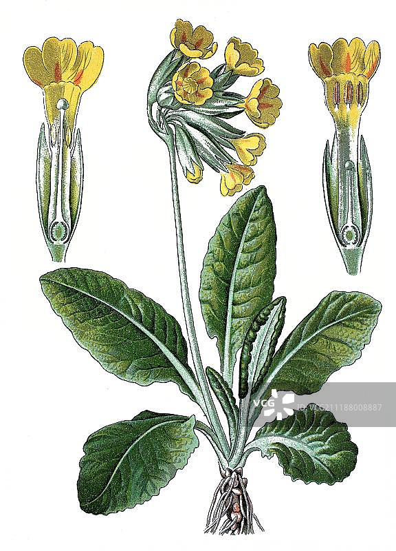 药用植物报春花，约1870年的历史彩色石印图片素材