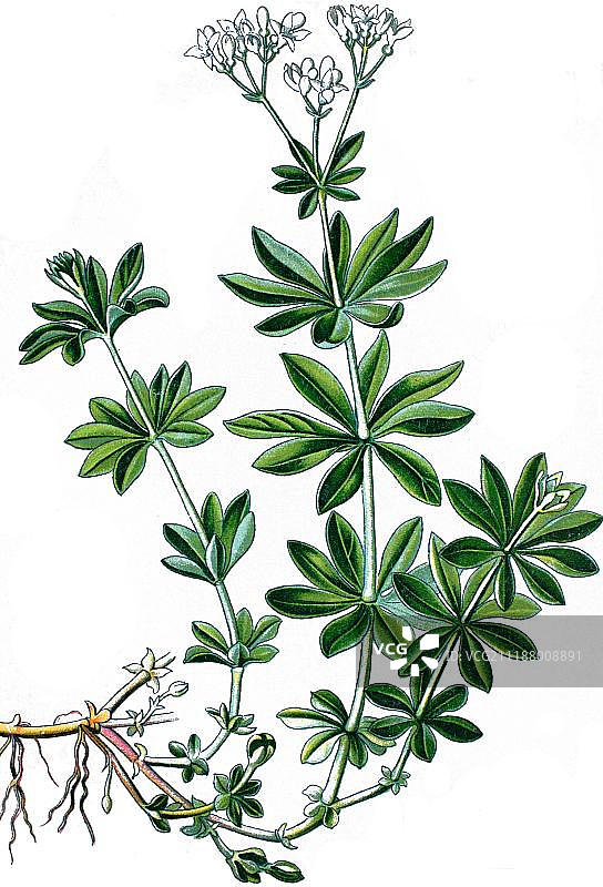 大约 1870 年的 Woodruff 药用植物历史彩 lithograph图片素材