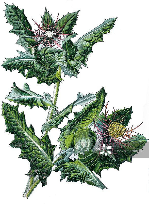 药用植物：苦蓟的历史彩 lithograph 石版画，约 1870 年图片素材