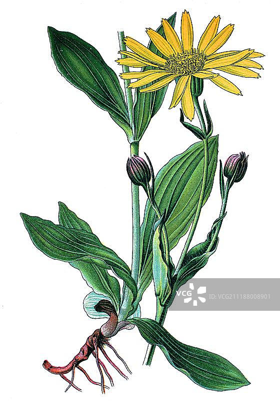 毒豹或山金车（ medicinal plant），历史彩色石印，约1870年图片素材