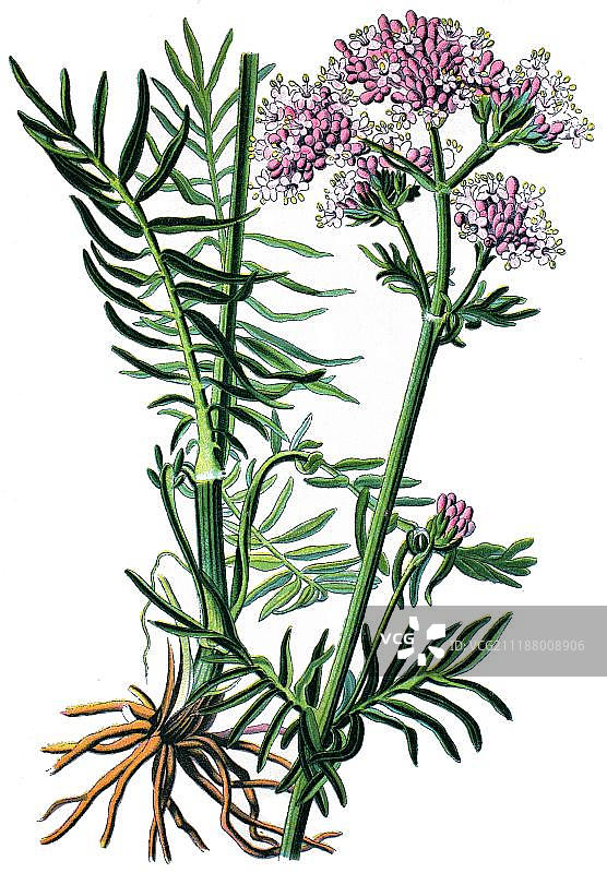 药用植物缬草的历史彩色石版画，约1870年图片素材