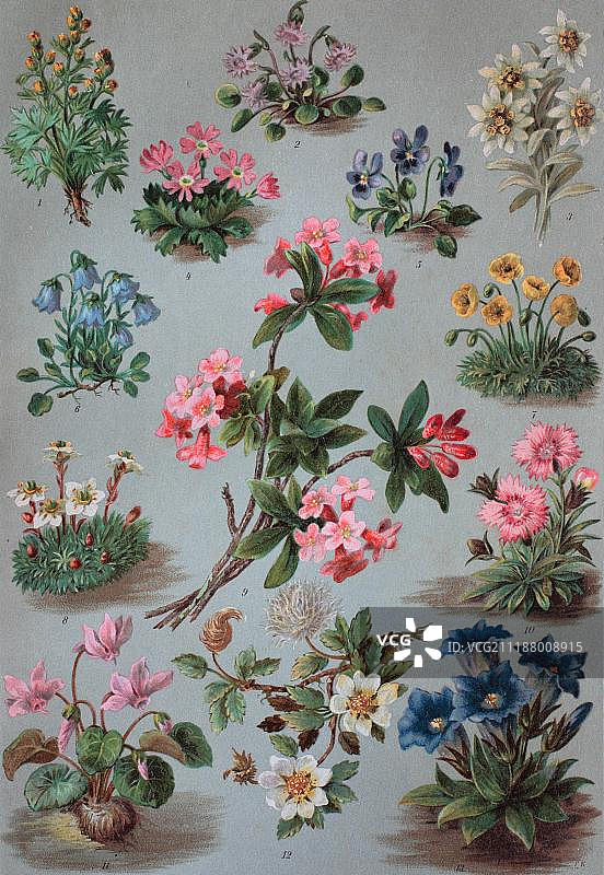高山植物：历史彩石版画，约1870年图片素材