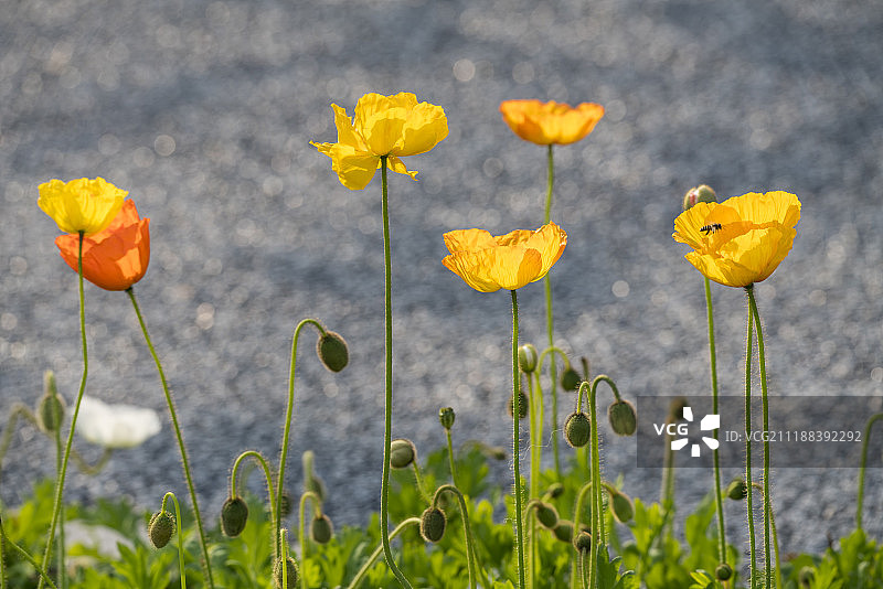 虞美人图片素材