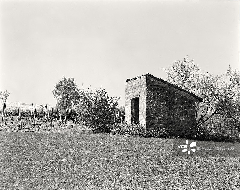 石灰石农业棚和葡萄园图片素材