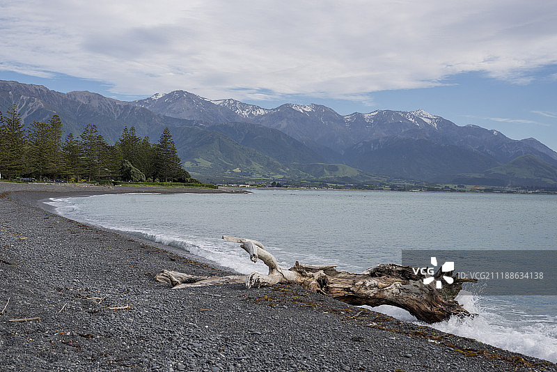 我曾是一棵树图片素材