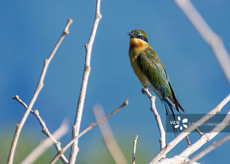 蓝尾蜂虎图片素材