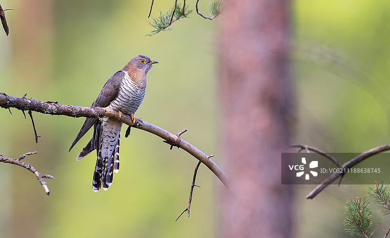 欺骗鸟图片素材