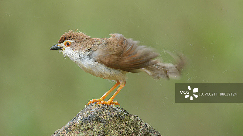 特写的鸟图片素材