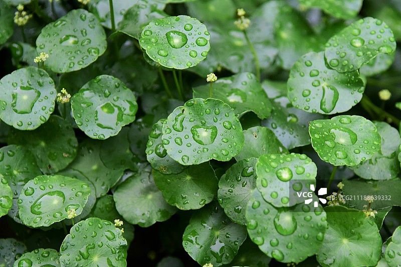 绿色和雨图片素材
