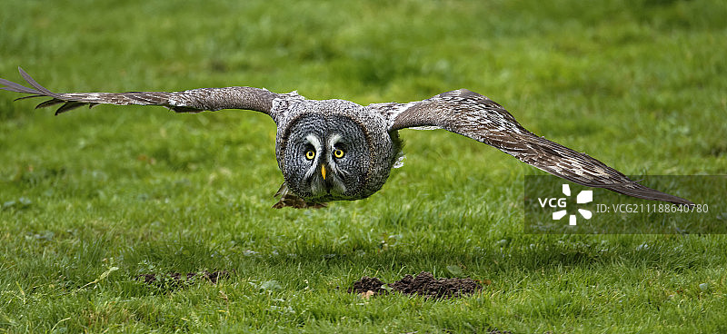 大灰猫头鹰飞越地面图片素材