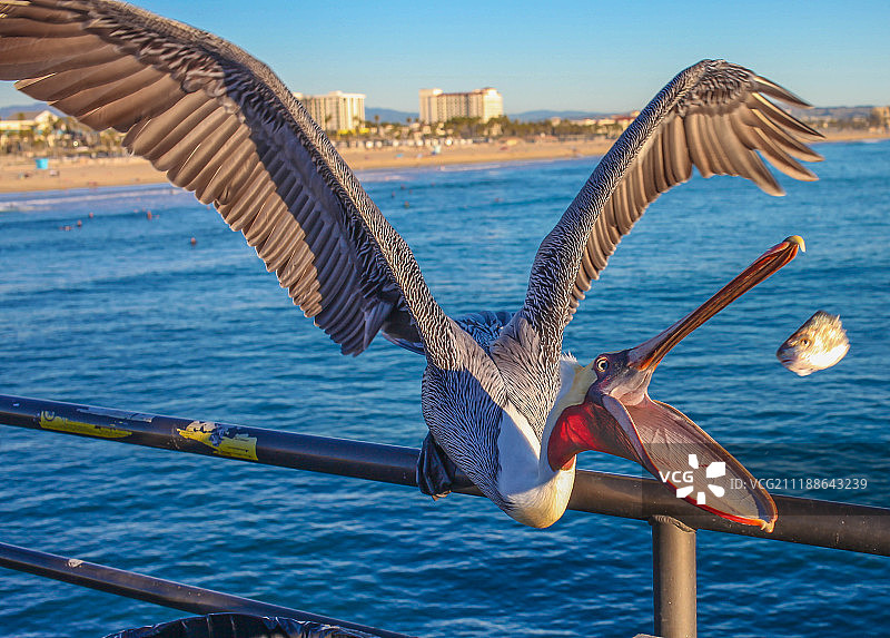 鹈鹕捕食的场景图片素材