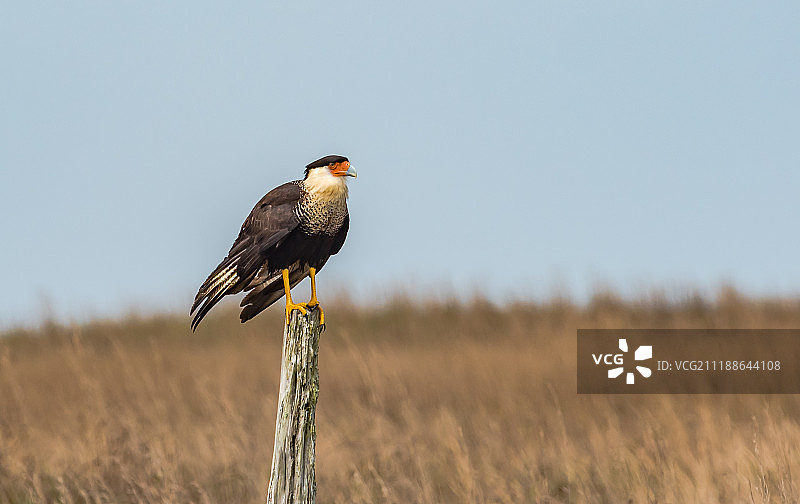 栖息在尖桩上的鸟图片素材