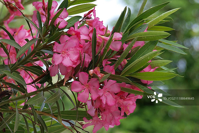 夹竹桃图片素材
