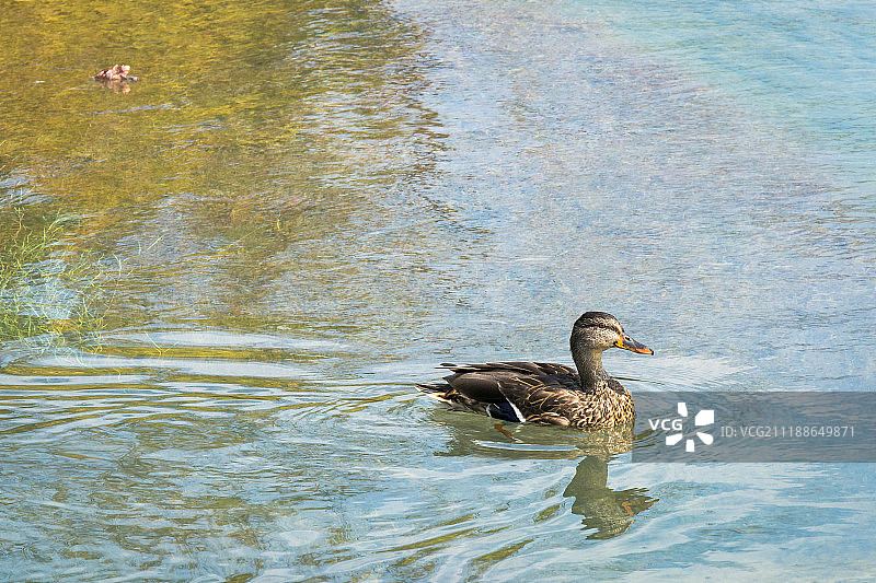 九月鸭子图片素材