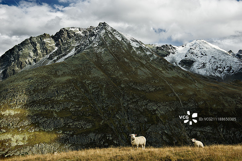 格里亚莱奇的两只绵羊图片素材