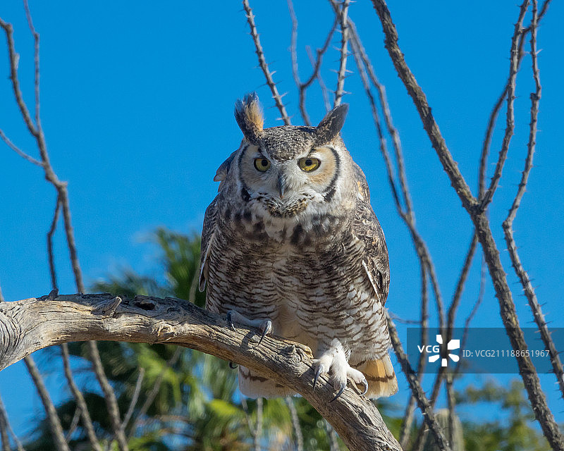 角鸮栖息在树枝上特写图片素材