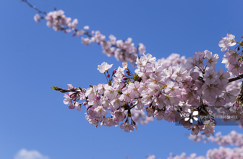 樱花图片素材