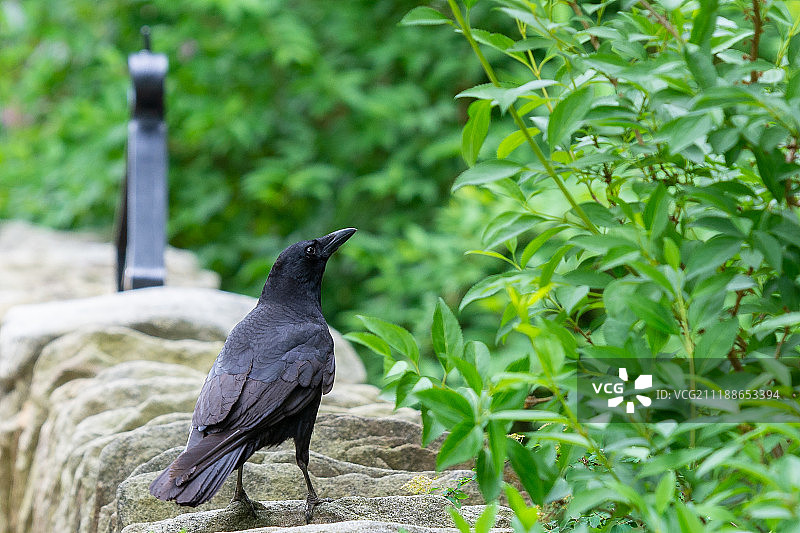 栖息在墙上的黑乌鸦图片素材