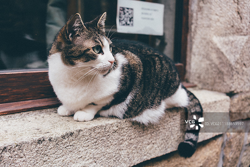 猫咪躺在矮墙上图片素材