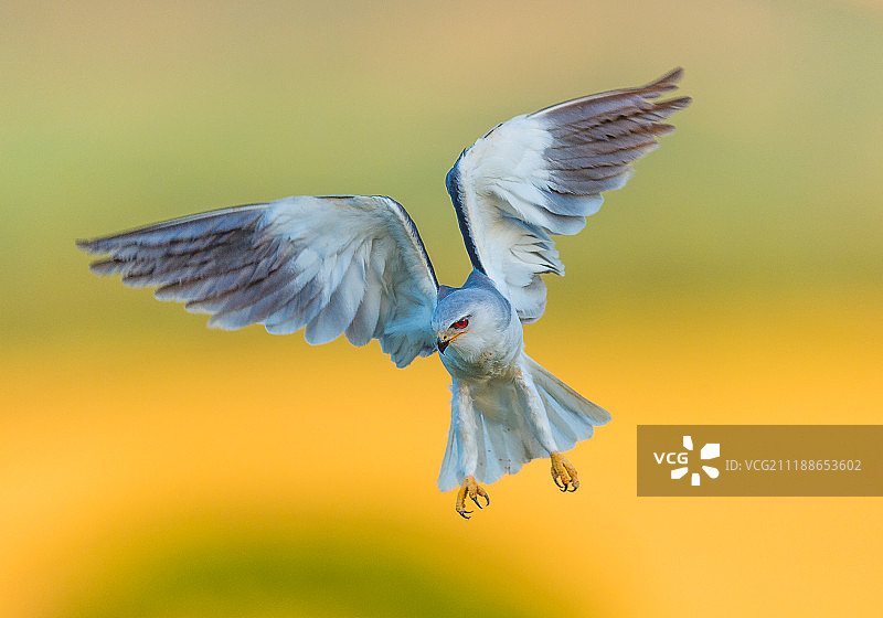 埃拉迪奥图片素材