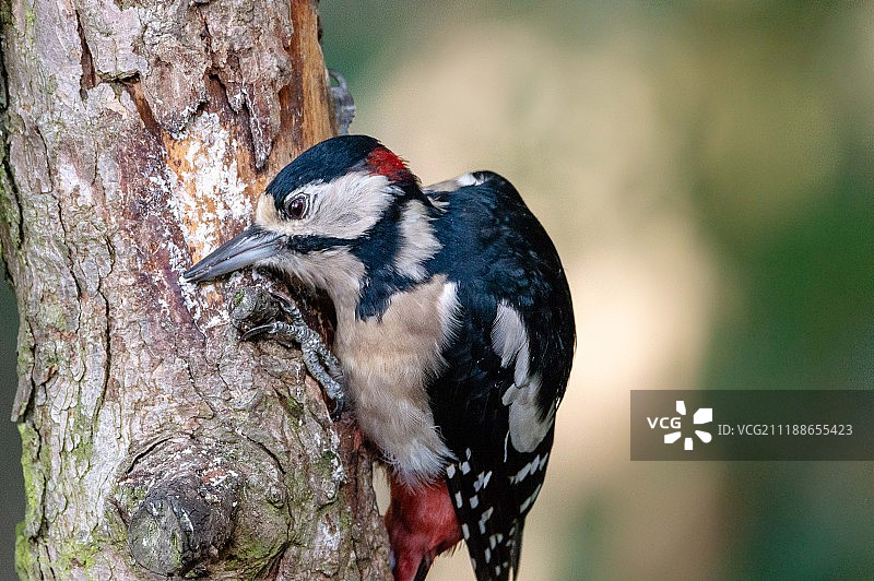 伟大的发现啄木鸟图片素材