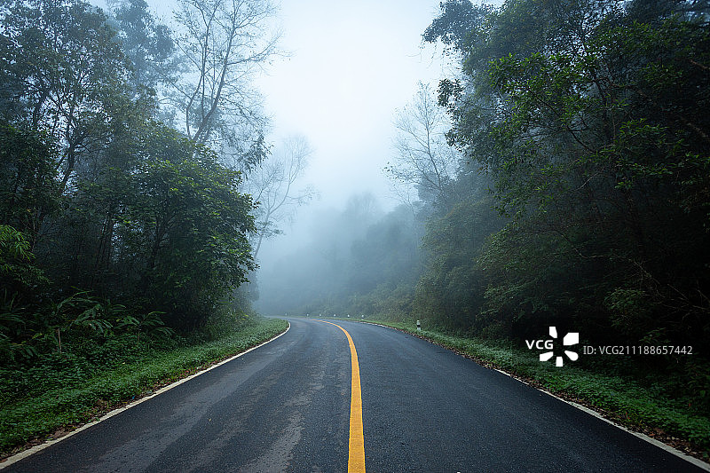 雨林中通往森林和雾路的道路图片素材