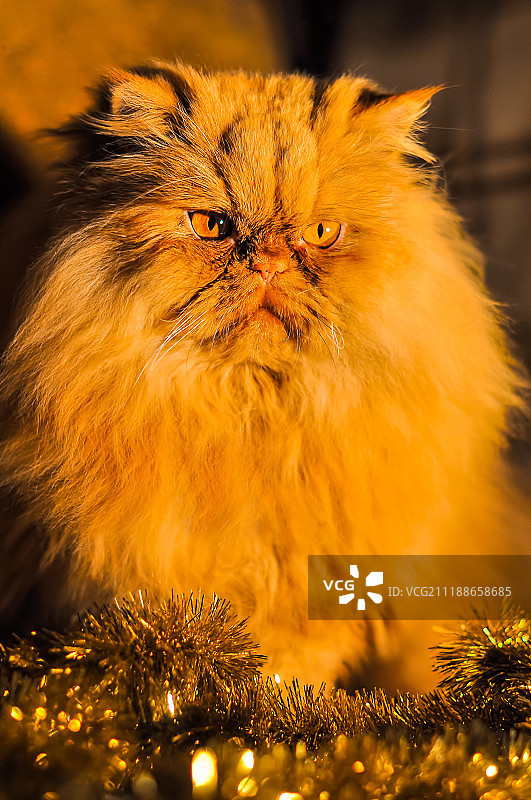 戴着新年花环的趣味蓬松红猫图片素材