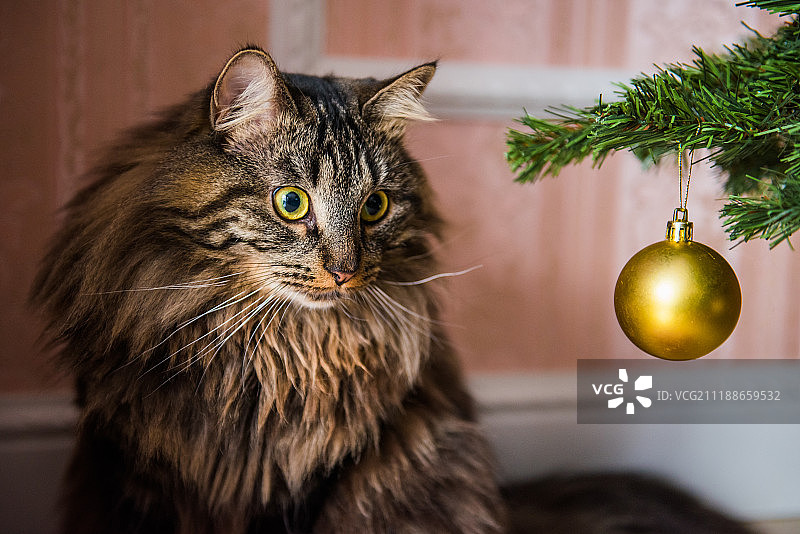 圣诞树下的挪威猫图片素材