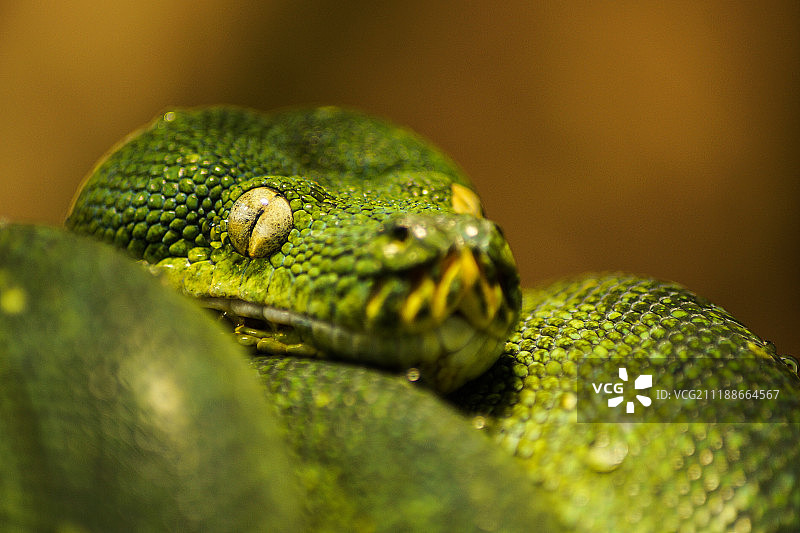 绿蛇图片素材