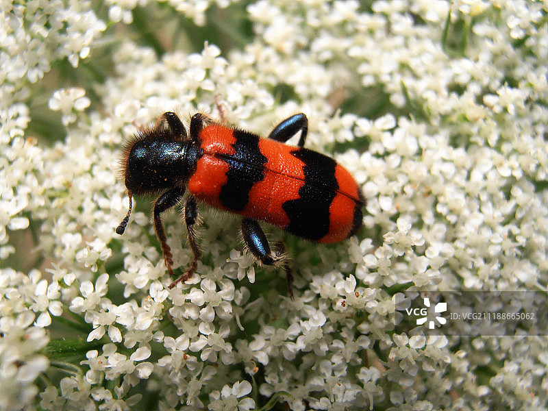 红黑食虫郭公虫图片素材