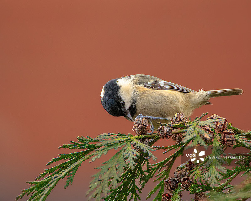 煤炭乳头图片素材