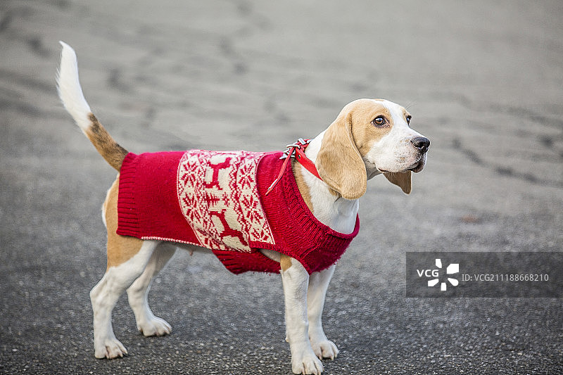 小猎犬号图片素材