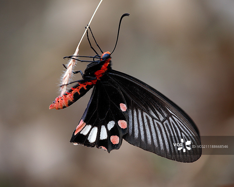 普通玫瑰图片素材