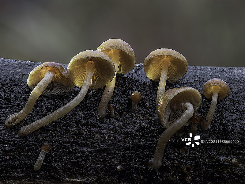 小菇属图片素材