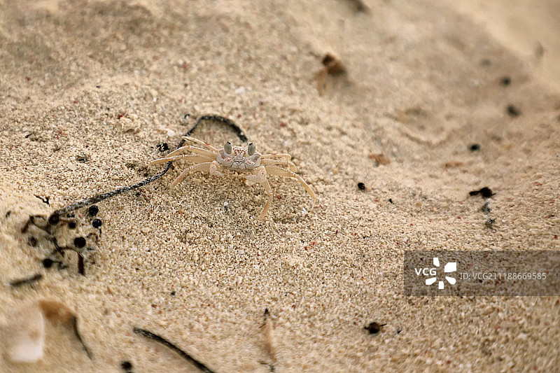 小巧可爱图片素材