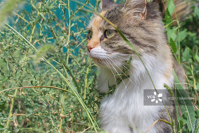 夏日毛茸茸的猫图片素材