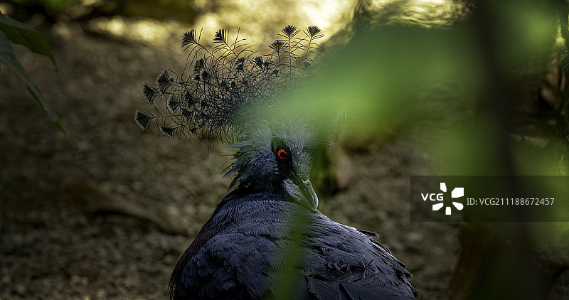 维多利亚凤冠鸠图片素材