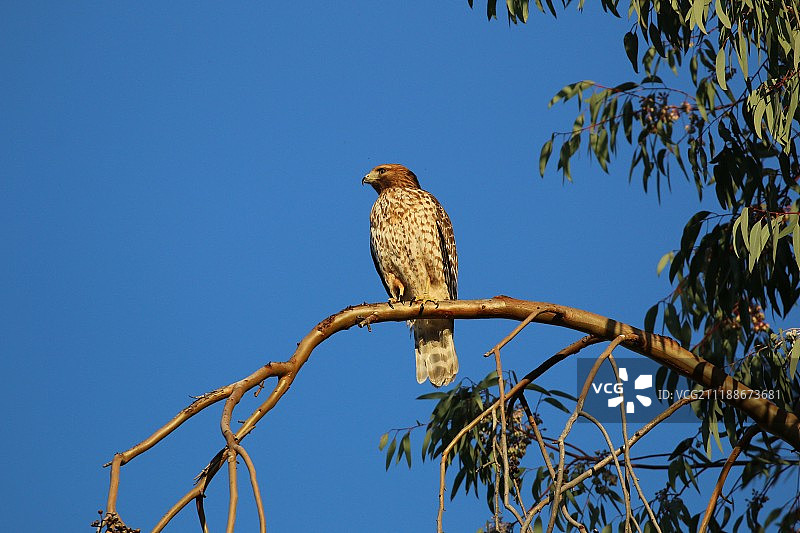 红肩鹰图片素材